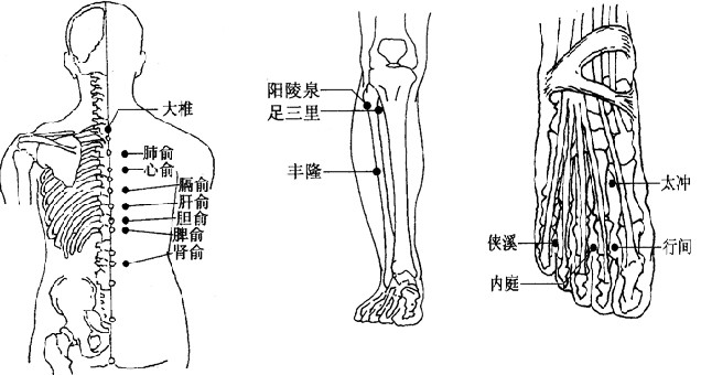 穴位圖